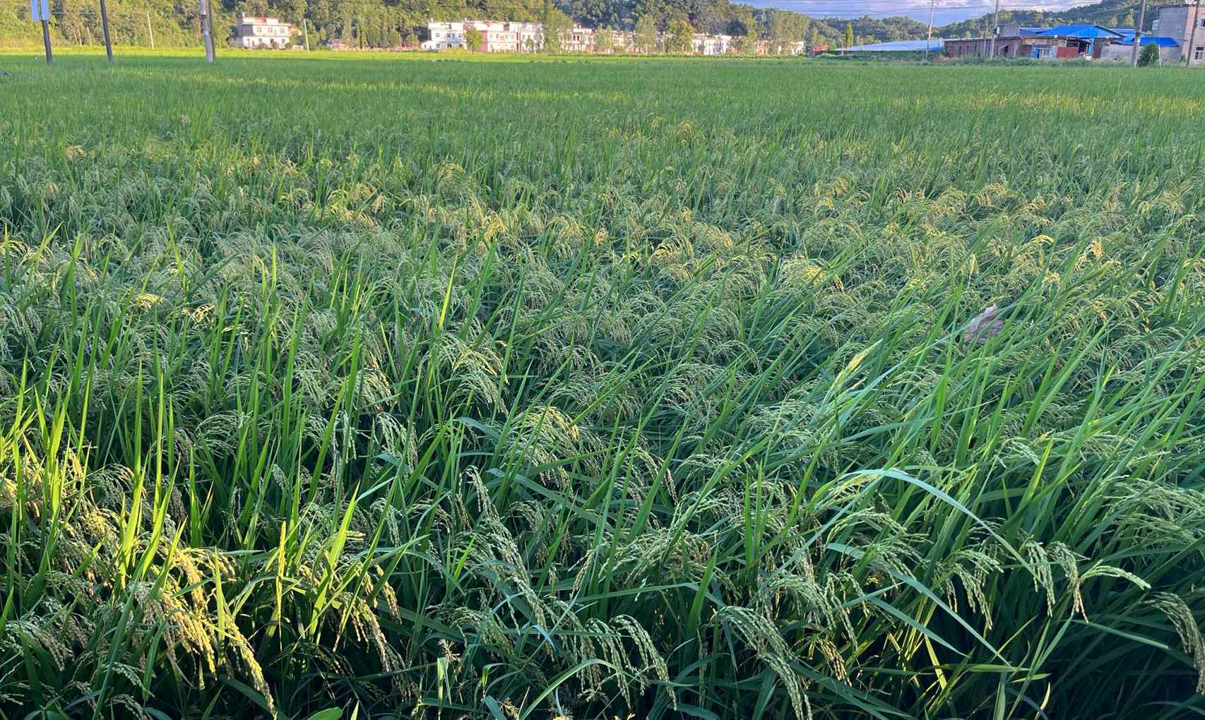 XxjdzbC007045_20220819_CBMFN0A001.jpg XxjdzbC007045_20220819_CBMFN0A001.jpg