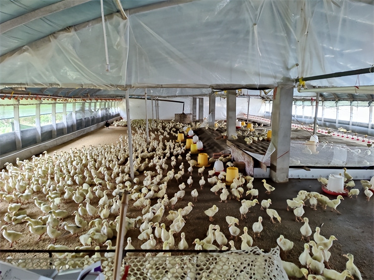 264d11e2ae35821d51f732de614e3fa5 264d11e2ae35821d51f732de614e3fa5