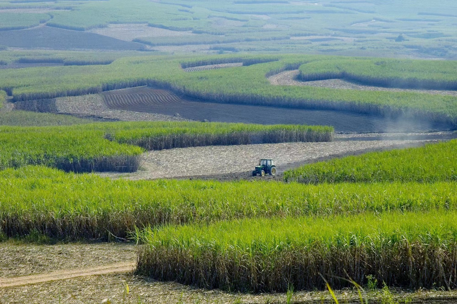 广西糖业集团蔗区。广西糖业集团供图 (2).jpg 广西糖业集团蔗区。广西糖业集团供图 (2).jpg