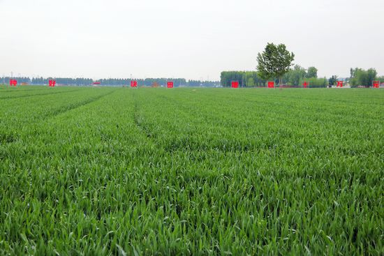 图3.安驾庄镇刘家颜子村“一块田”种植区jpg 图3.安驾庄镇刘家颜子村“一块田”种植区jpg