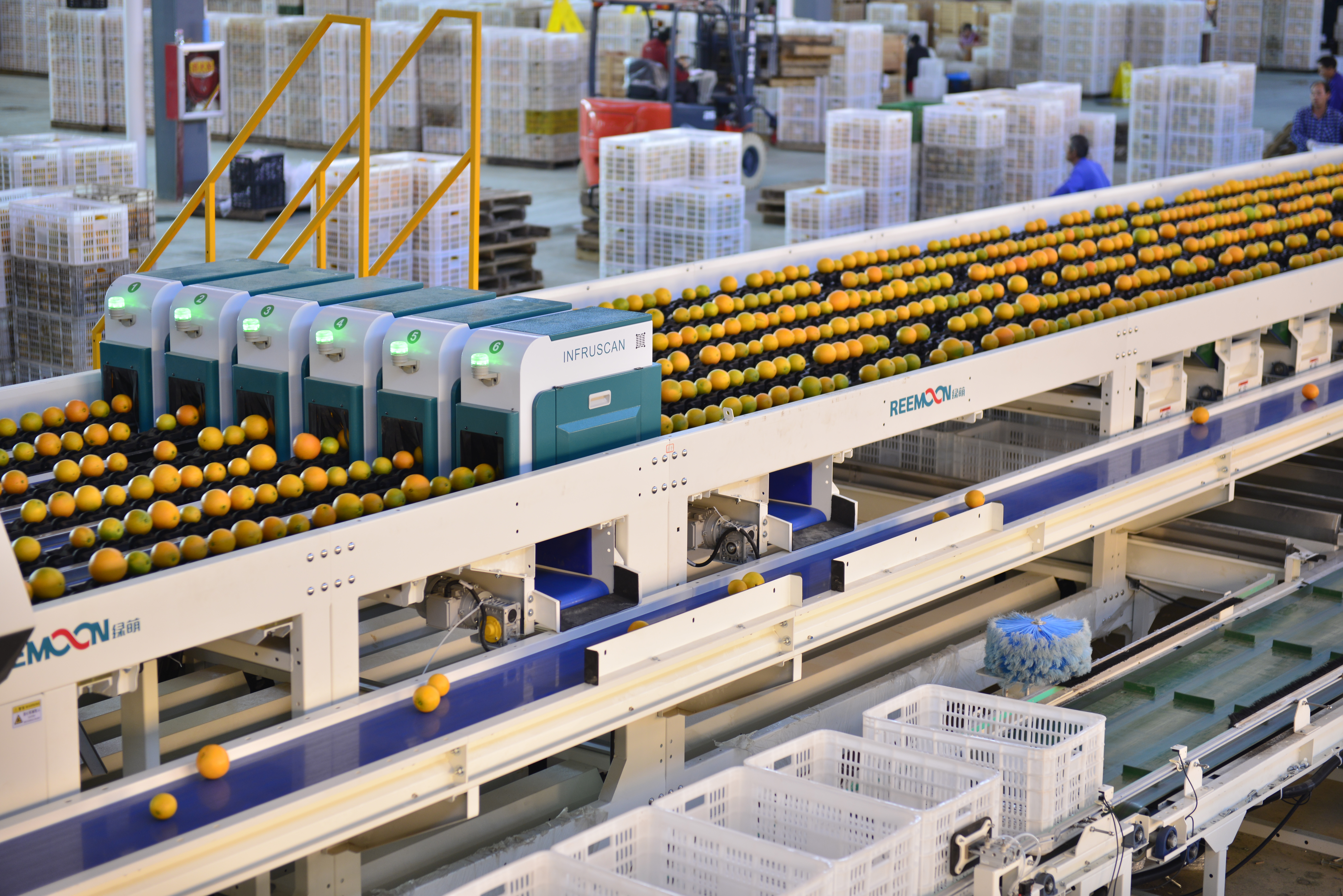 奉节县脐橙产业发展中心 供图.jpeg 奉节县脐橙产业发展中心 供图.jpeg