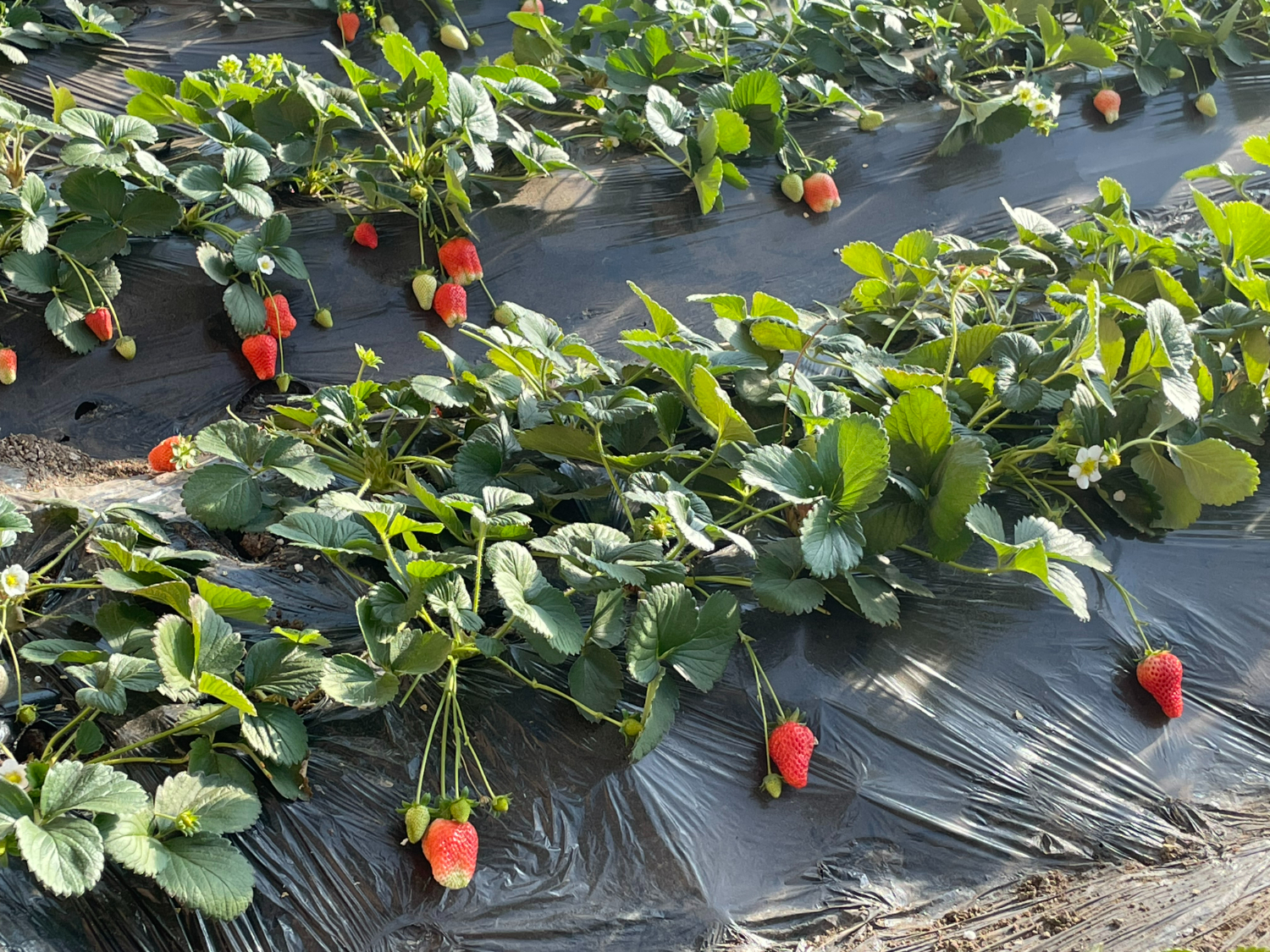 f747c0f3ac0448b293f1bec4b0d94454.jpg f747c0f3ac0448b293f1bec4b0d94454.jpg