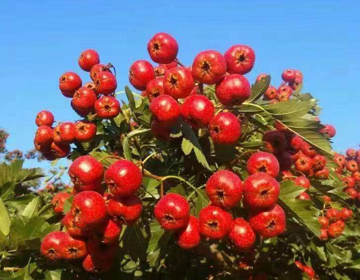 图片3.png d961663bc1f64c50806f3aa4986fd9e6.png