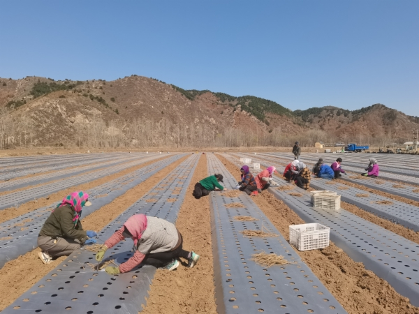 青龙1.png 青龙1.png