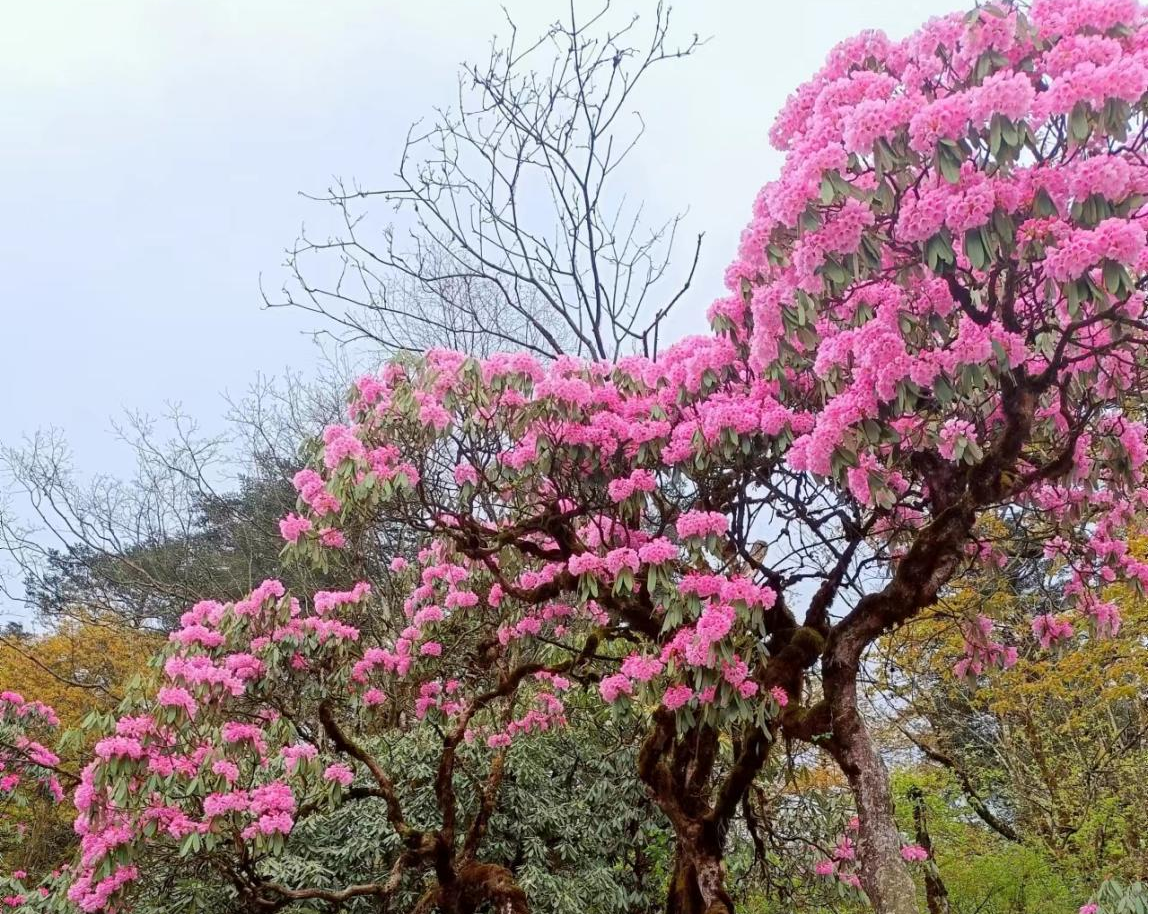 图片9.png 图片9.png