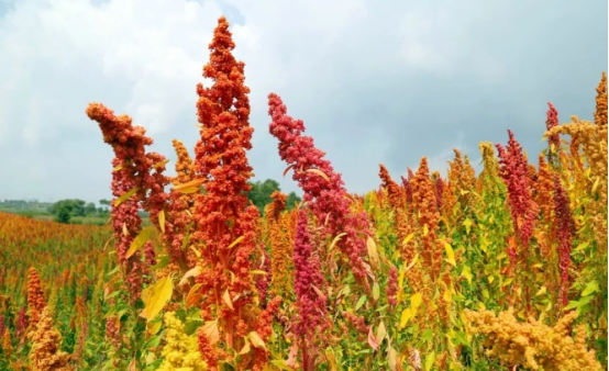 9c6de2f263a040a293e412c61a2b5e2e.png 9c6de2f263a040a293e412c61a2b5e2e.png