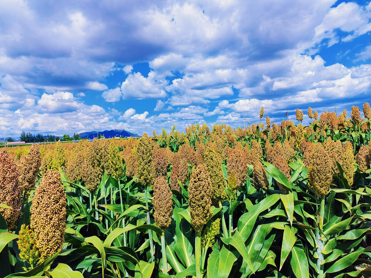 1.png 01fecb829f71463ebfb09028df07ea71.png