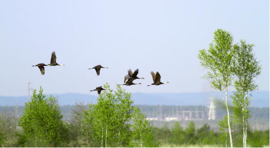 大美龙江等你来 伊春康养之旅 推文 定稿994.png b6a5961b51bd4c71a338e87dd90098f1.png
