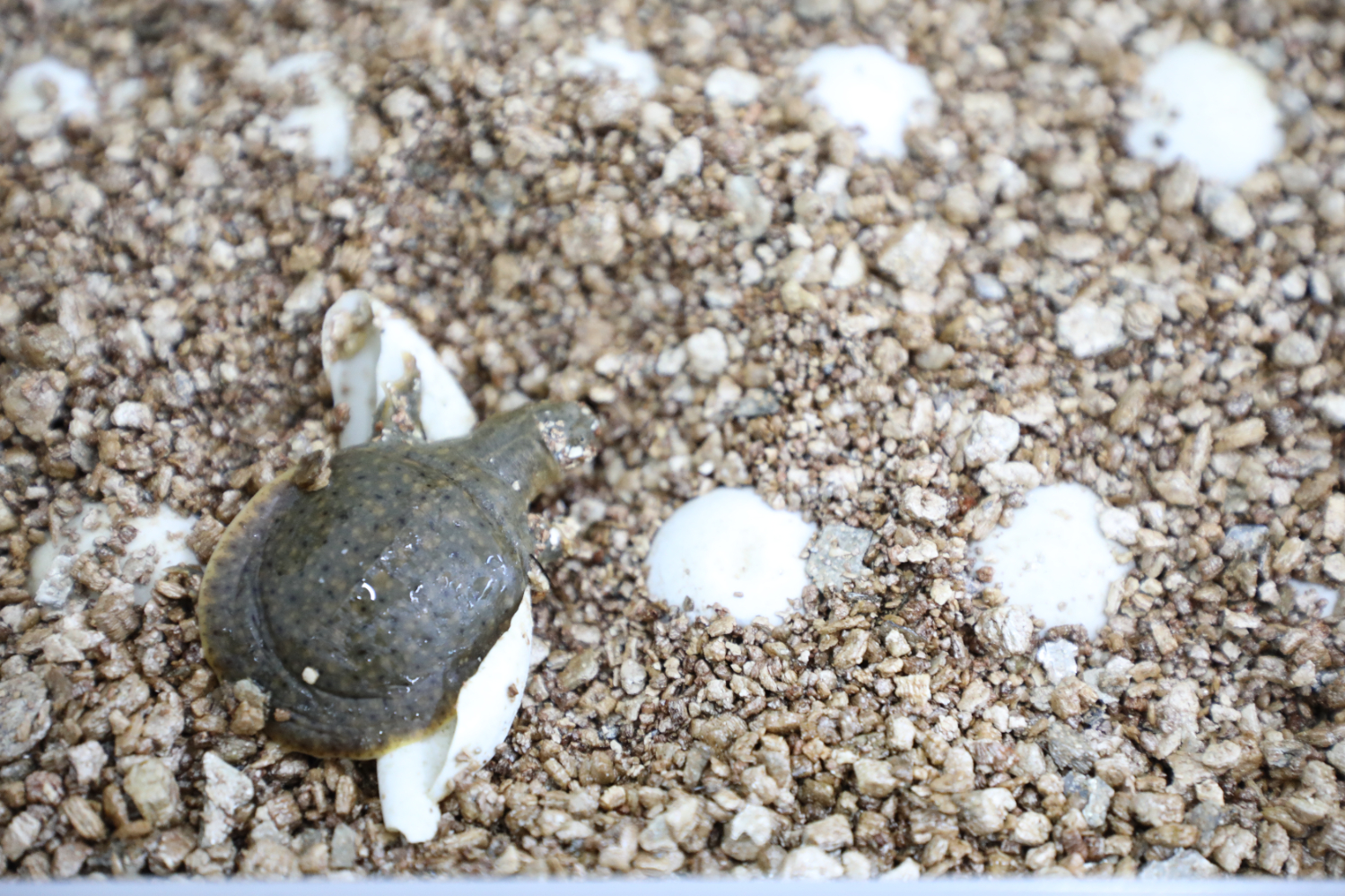 159d4bf5383340d4a8e2d7ef140e66f1.jpeg 159d4bf5383340d4a8e2d7ef140e66f1.jpeg