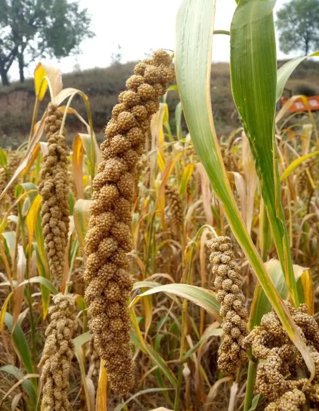 山西丰收节.png 山西丰收节.png