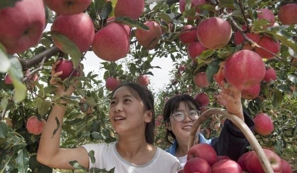 运城苹果.jpg 运城苹果.jpg