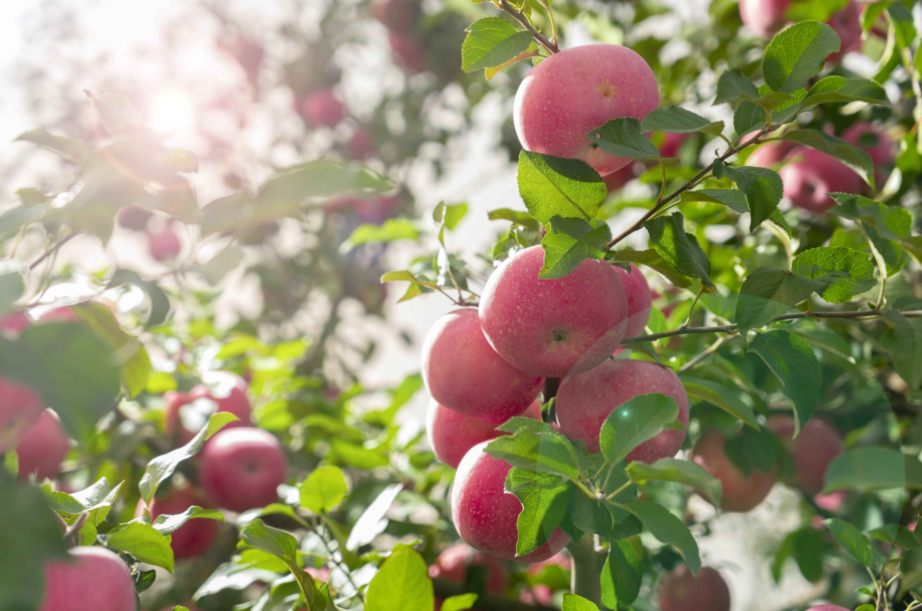 图.png a71dab5bfbf9491baff494df8393da68.png