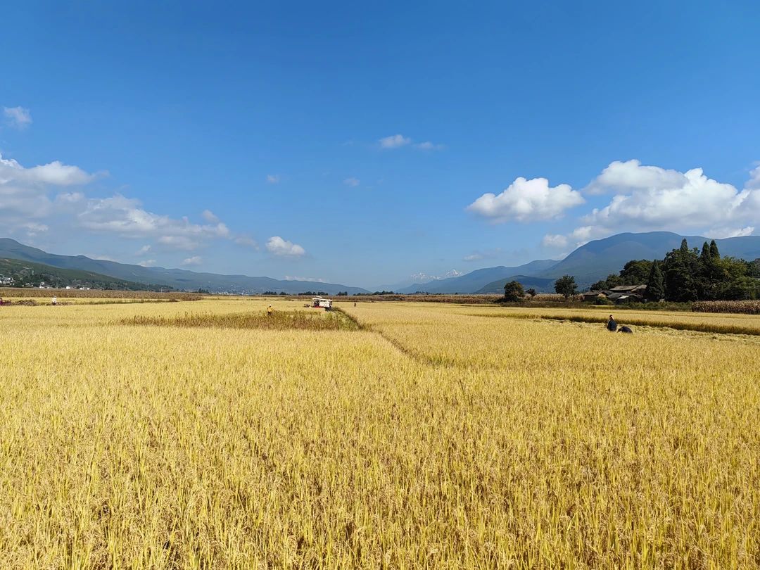 10月29日,玉龙县九河乡九河村委会甸尾坪村迎来秋收。(丽江融媒记者 赵丽军 摄).jpg 10月29日,玉龙县九河乡九河村委会甸尾坪村迎来秋收。(丽江融媒记者 赵丽军 摄).jpg