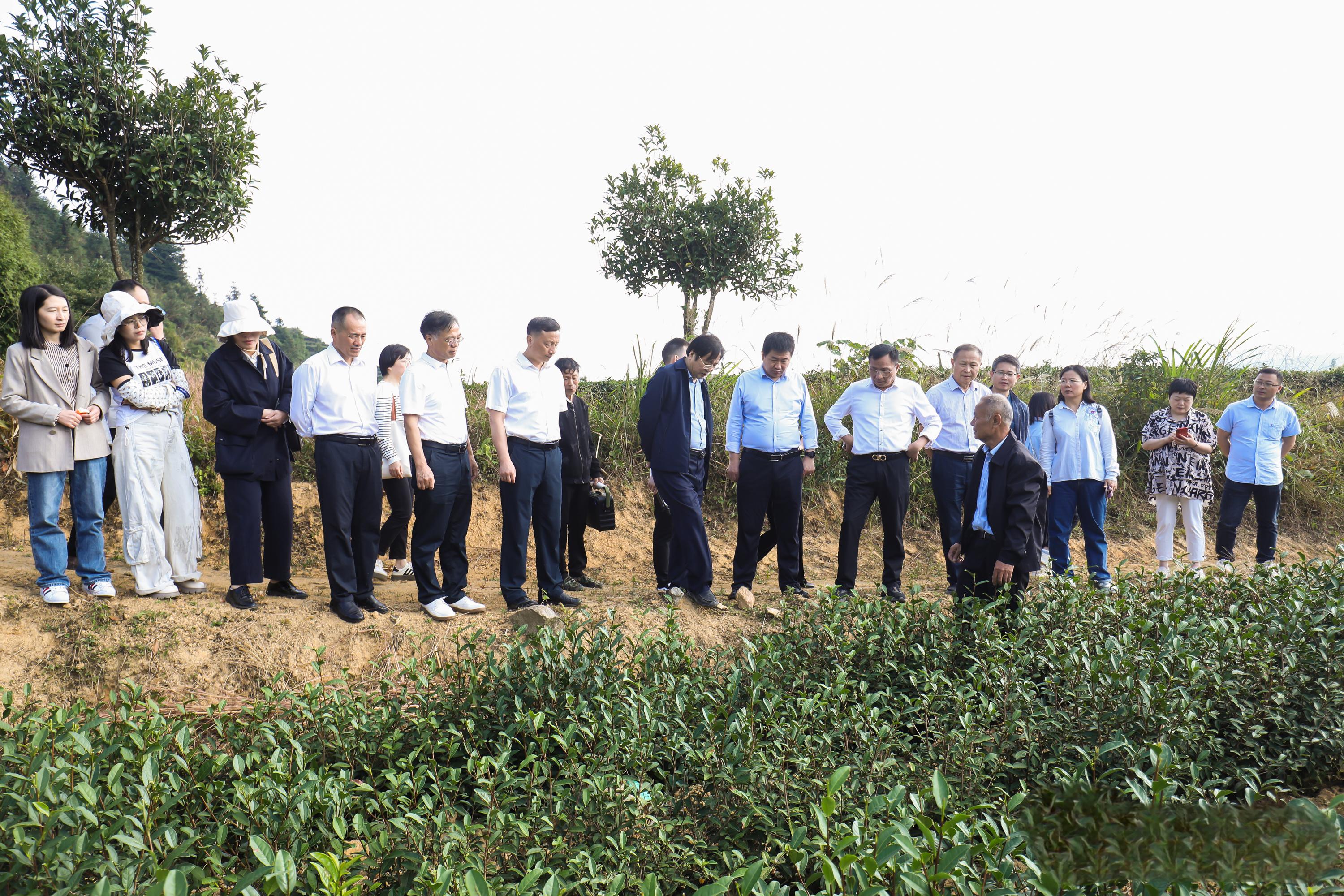 国家茶叶产业技术体系茶树新品种种植及加工技术示范现场会.jpg 7e5fc6f263164684bfb73bed38f96801.jpeg