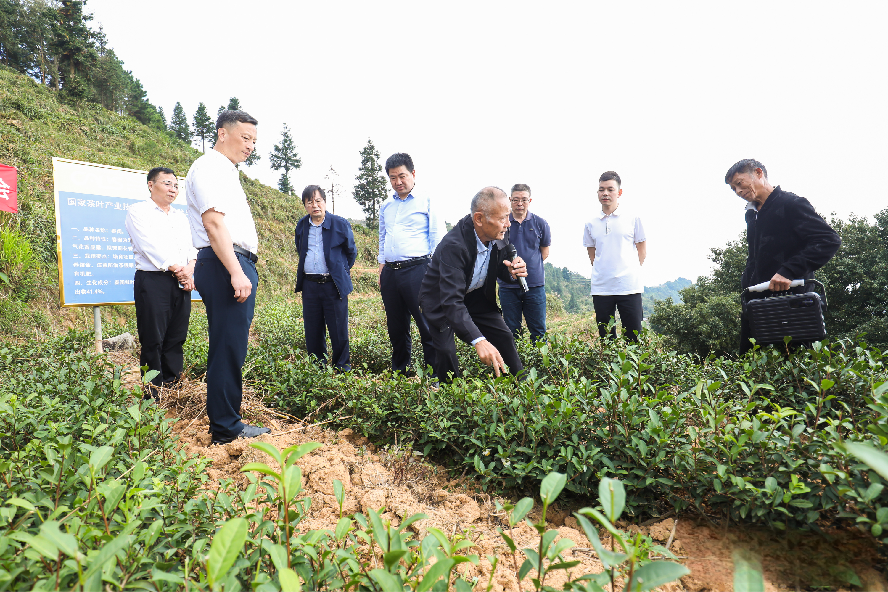 专家学者查看八马茶业科技示范场新品种种植情况(1).png b5a7fa9ad0794b18b76ec15ca43ead30.png