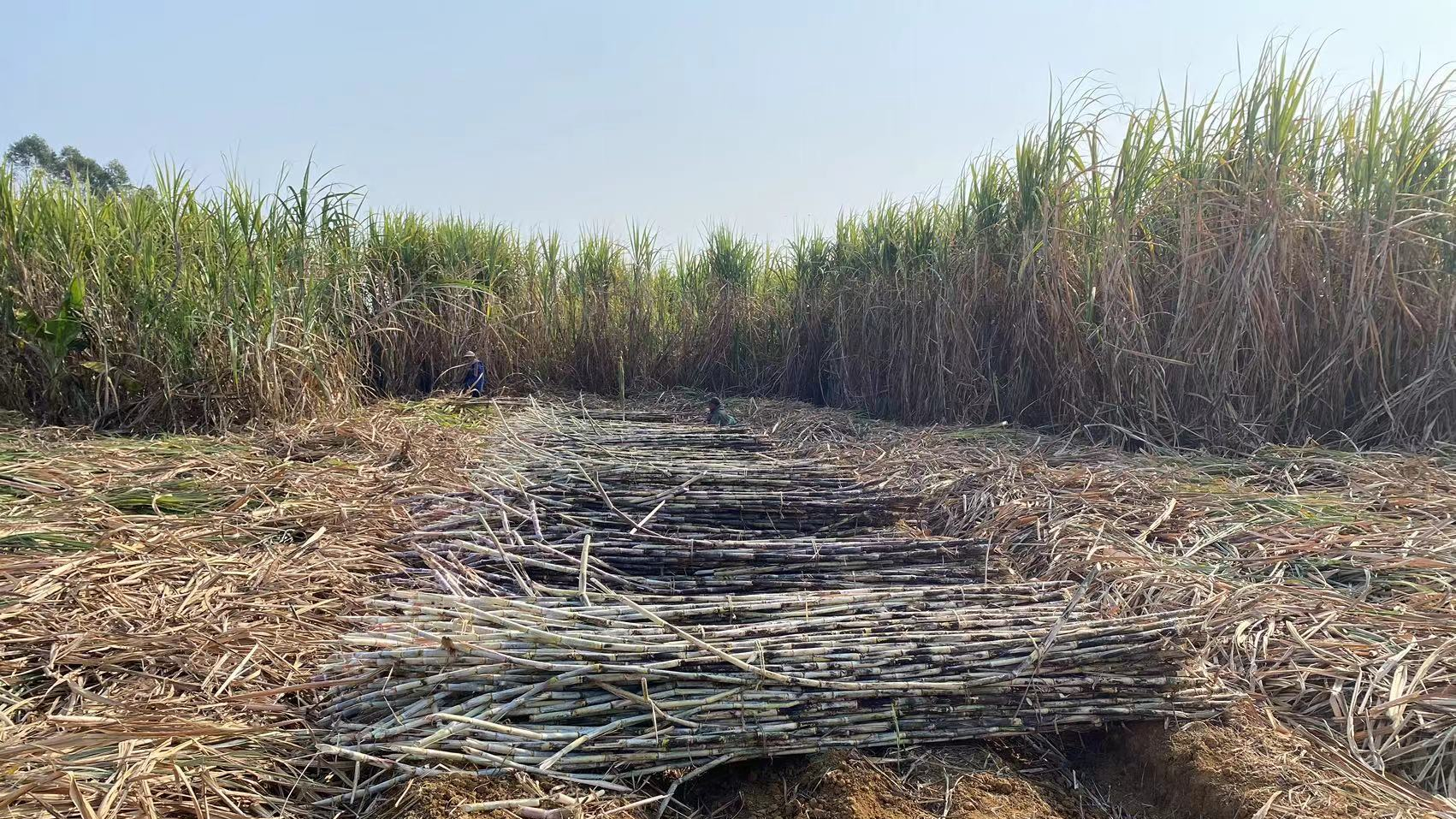 18e2f2b2050b4732b01d6a4073ebc883.jpeg 18e2f2b2050b4732b01d6a4073ebc883.jpeg