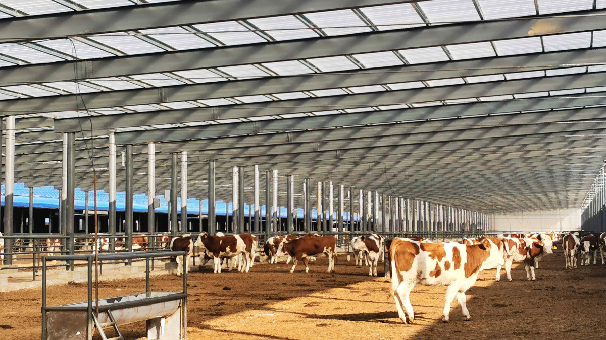 投入,扩大肉牛养殖规模,到2022年底之前再建设完成1个1万头牛的养殖场