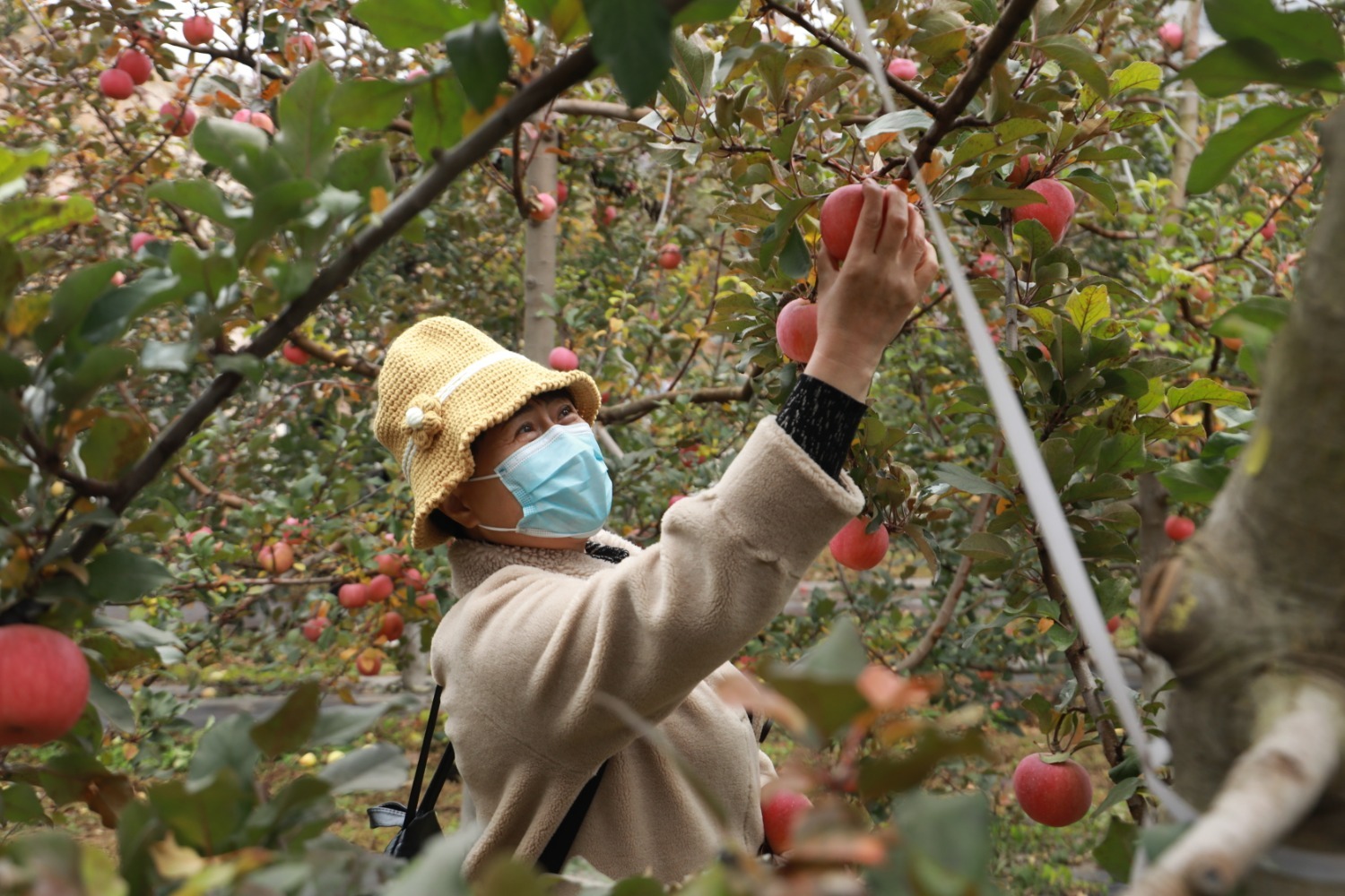 电商助农苹果图片