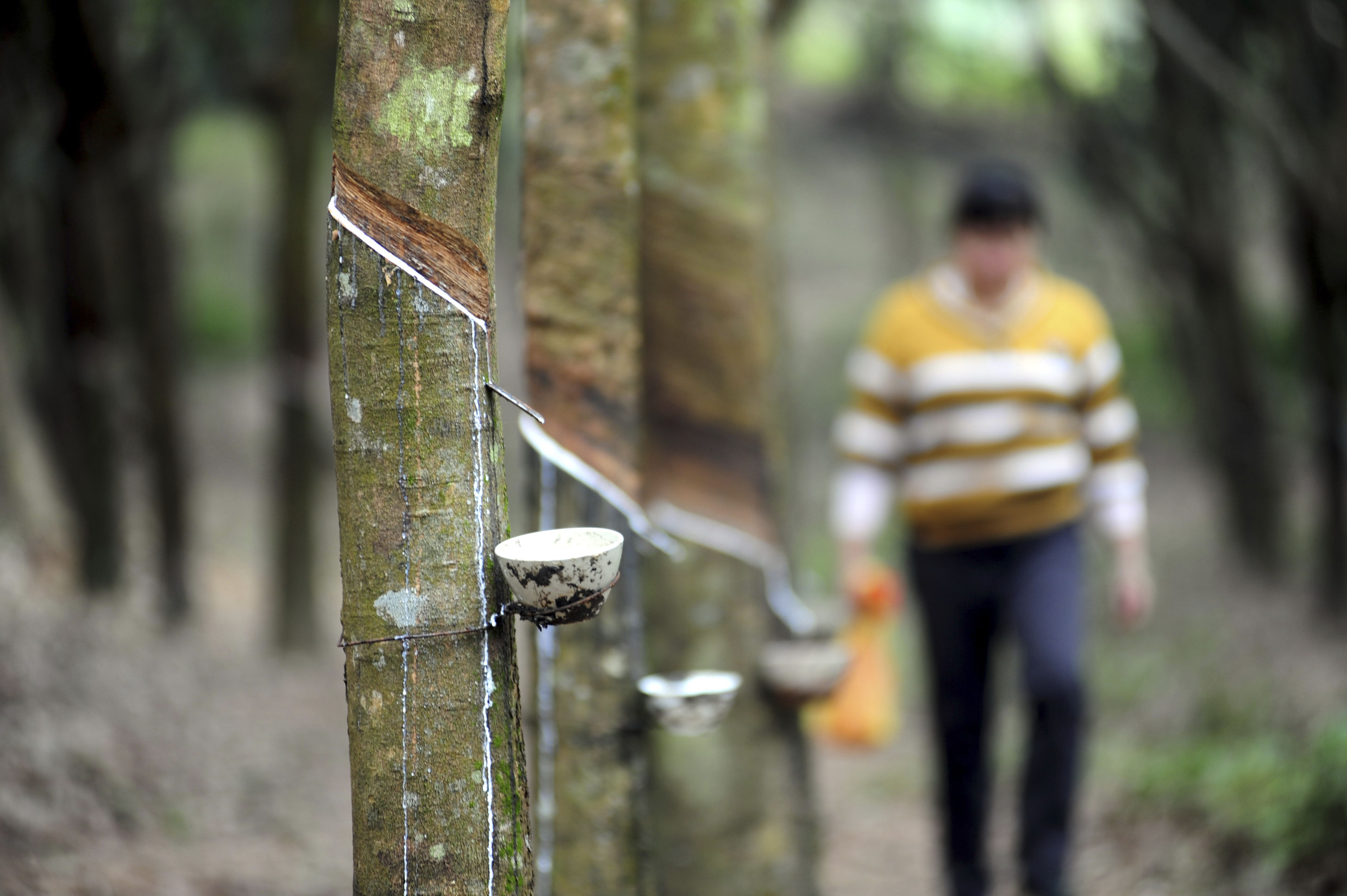 13 海南省琼海市一位胶农在橡胶园里忙碌。新华社发（蒙钟德 摄）.jpg