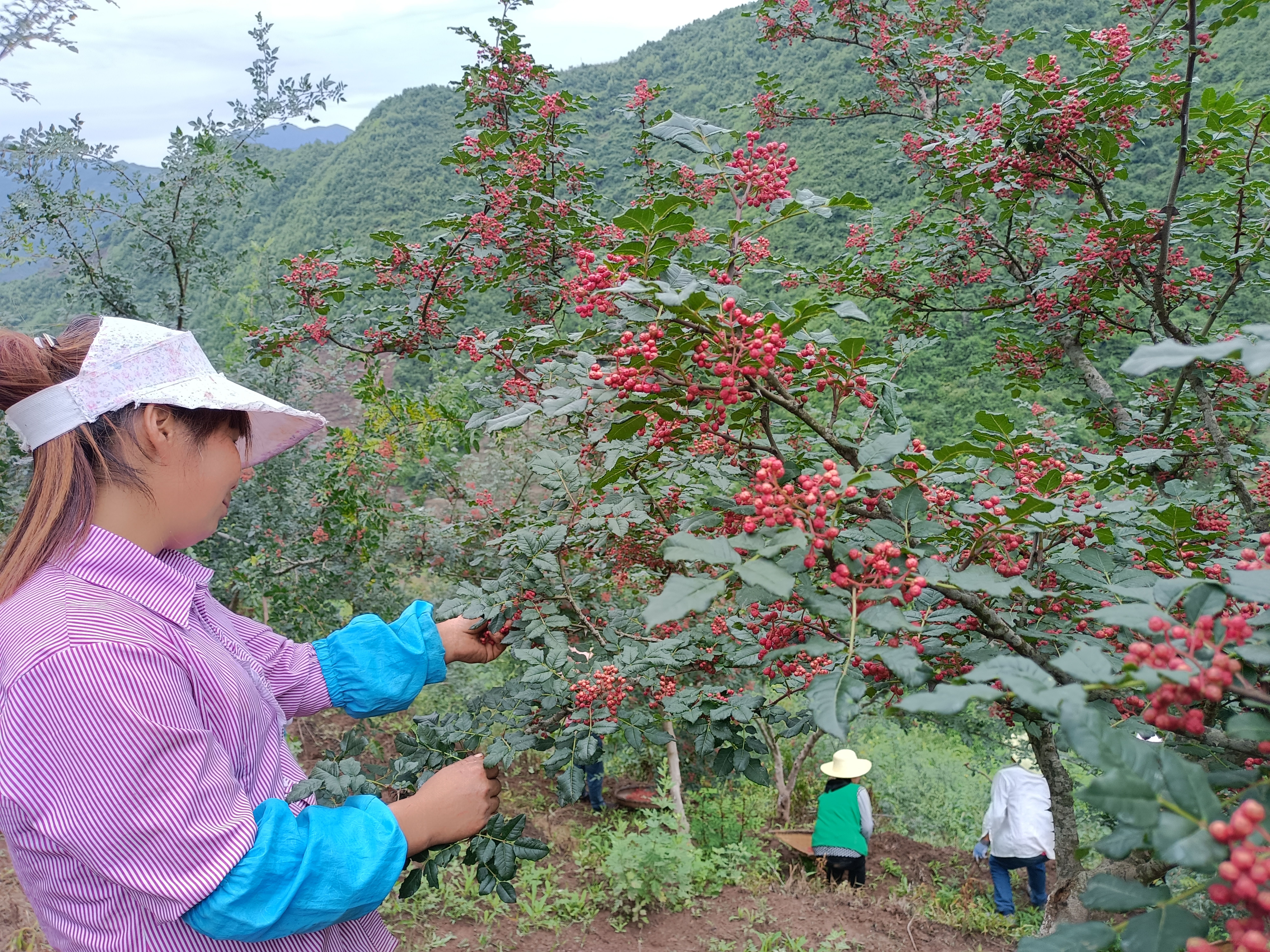 21 甘肃省陇南市，椒农在采摘成熟的花椒。武都花椒批发商 韩卫国 摄.jpg