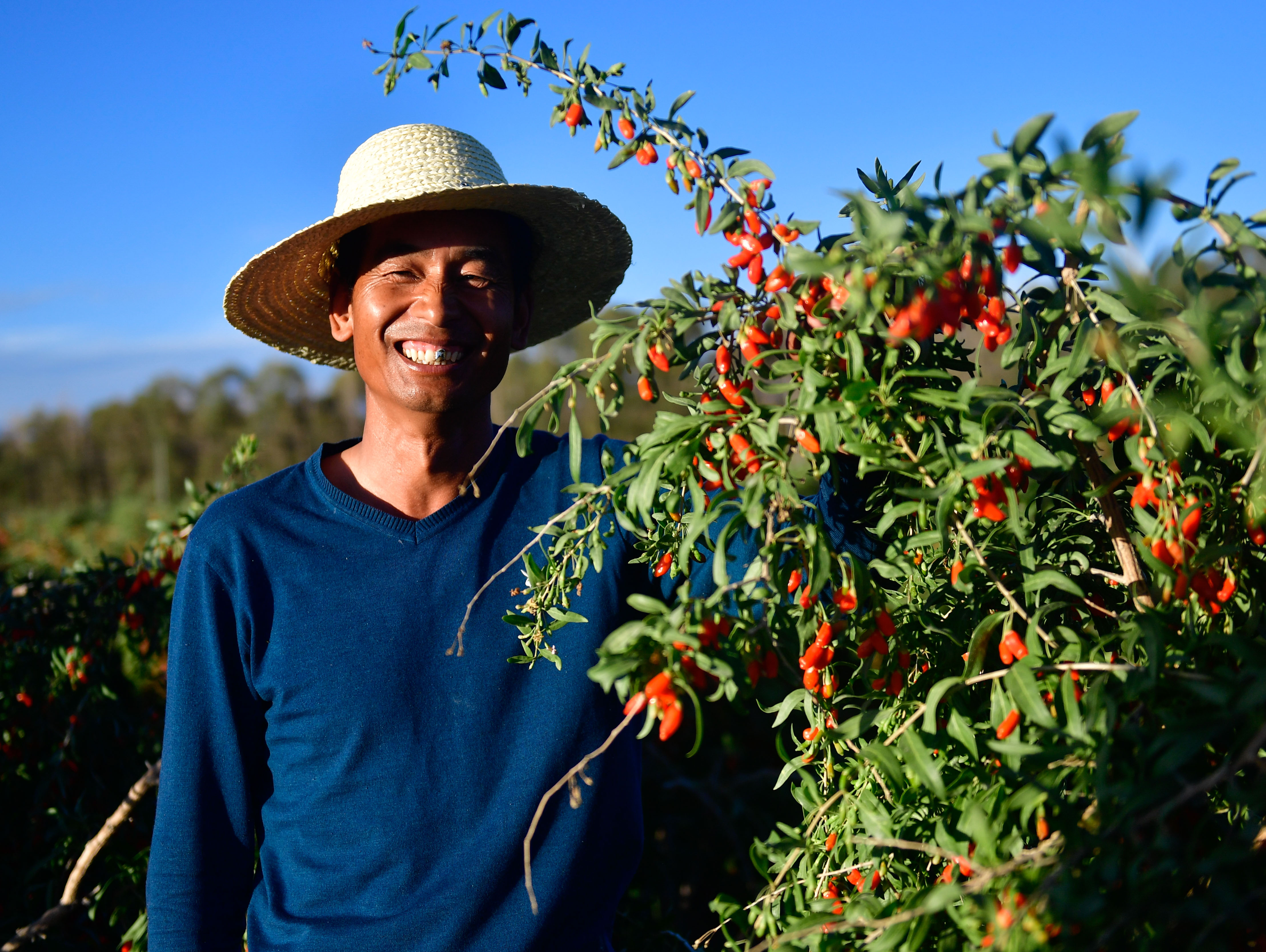 17 青海省德令哈市，村民李福文在泉水村枸杞种植地里看着一粒粒饱满的枸杞果，笑得合不拢嘴。新华社记者 张龙 摄.jpg