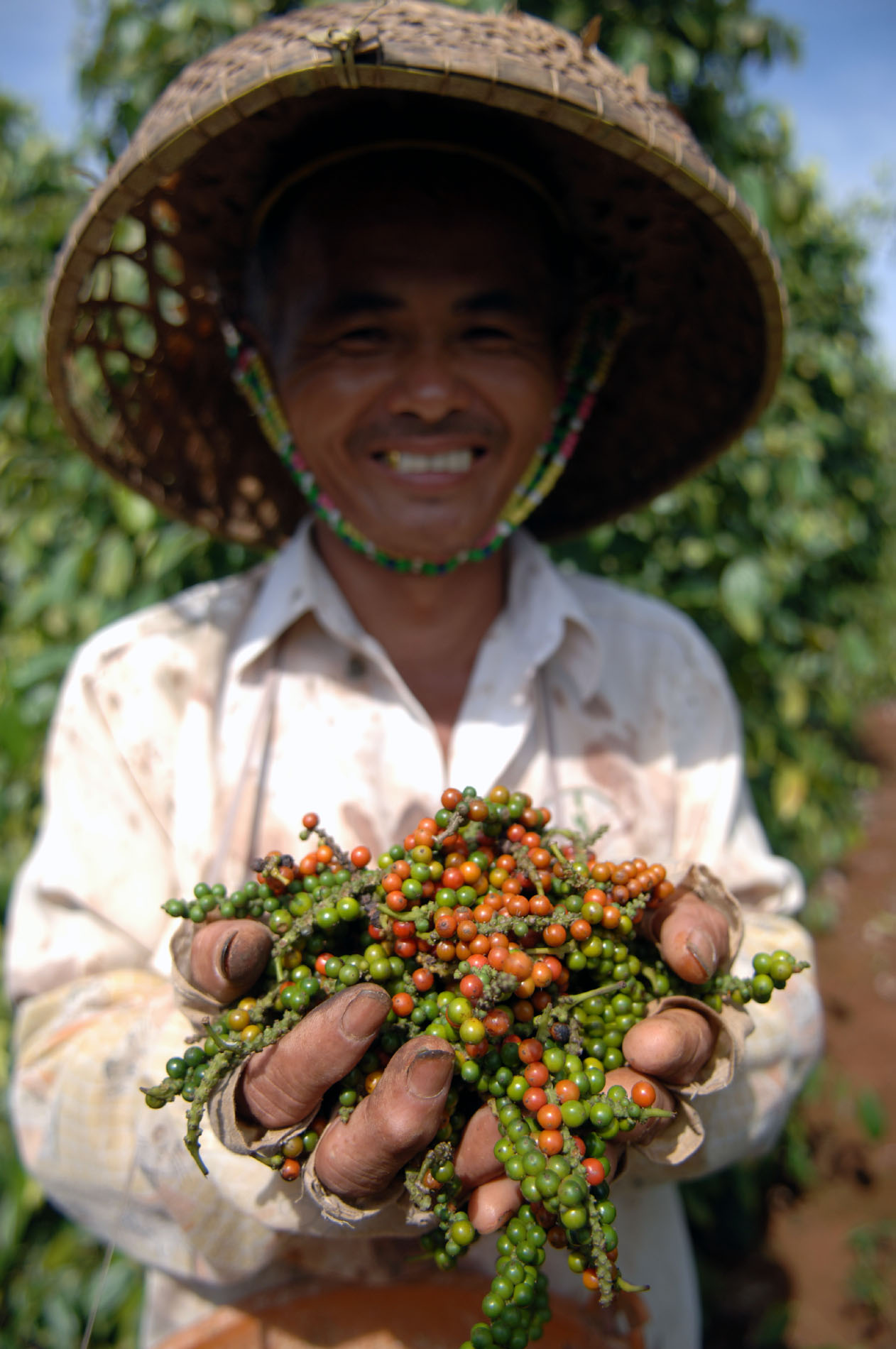 19 海南省文昌市潭牛镇农民詹尊合在展示刚刚采摘的优质胡椒。新华社记者 赵颖全 摄.jpg