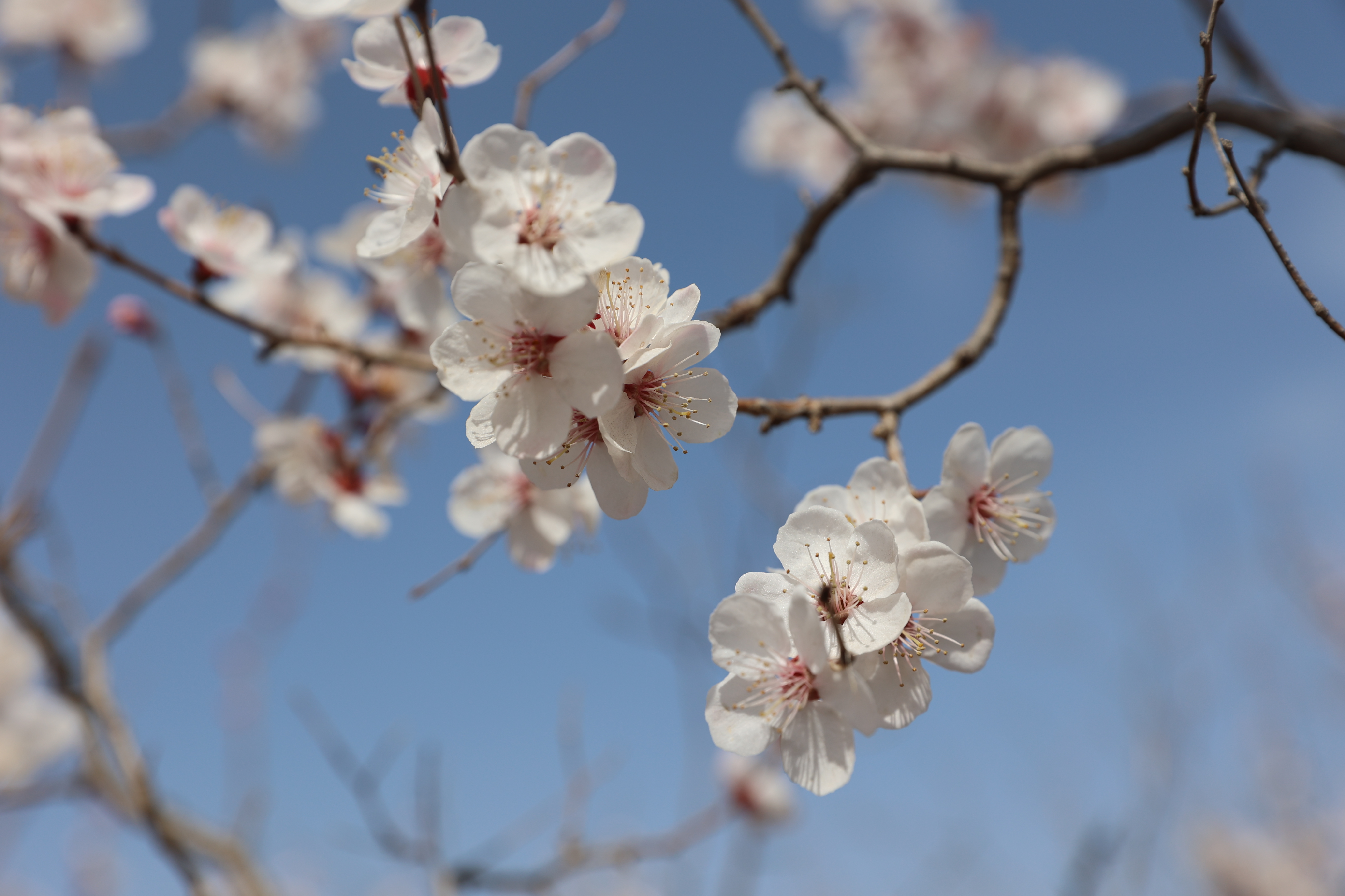 春色萌动，惊艳盛开。（梁永峰）