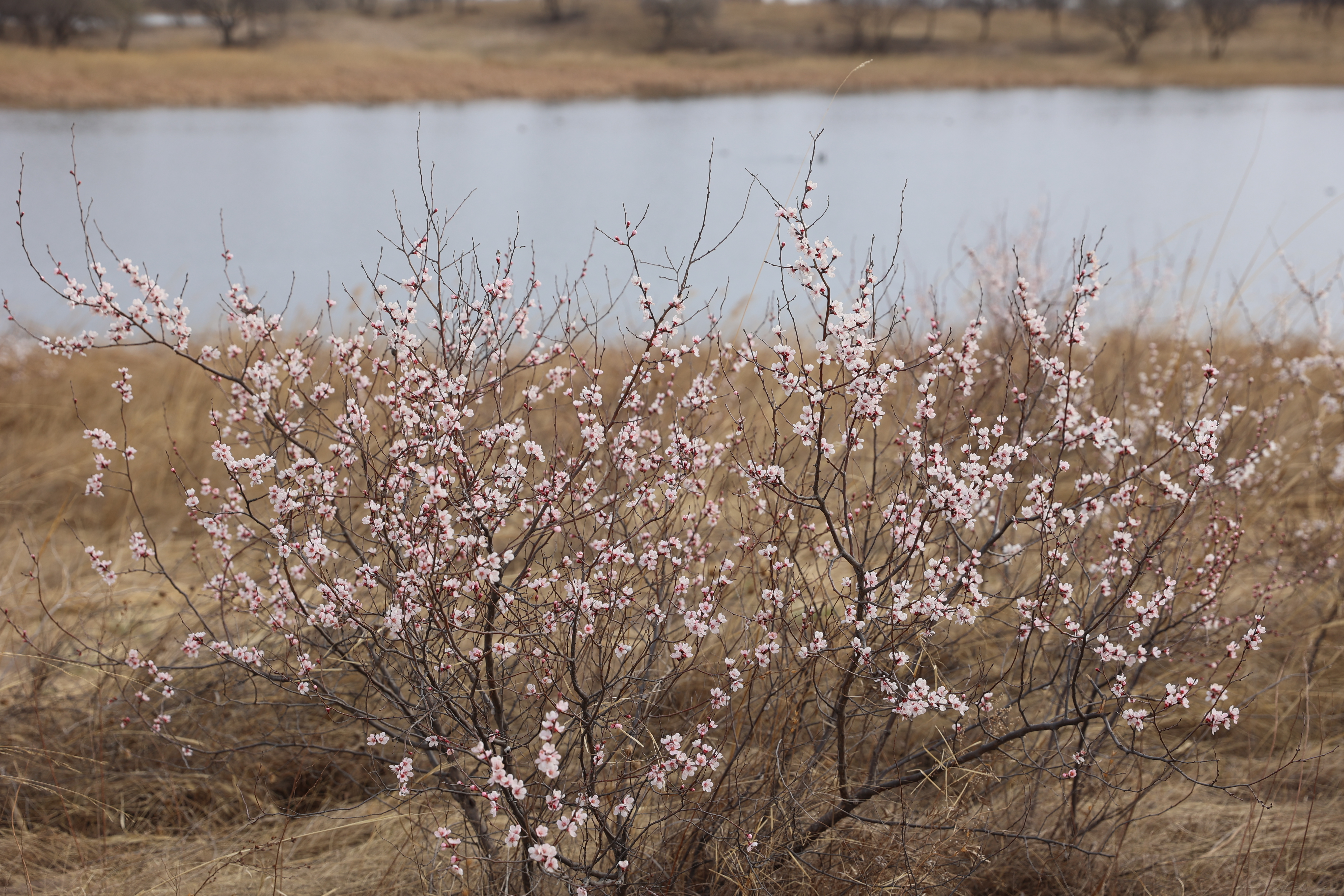 湖畔杏花开。（梁永峰）