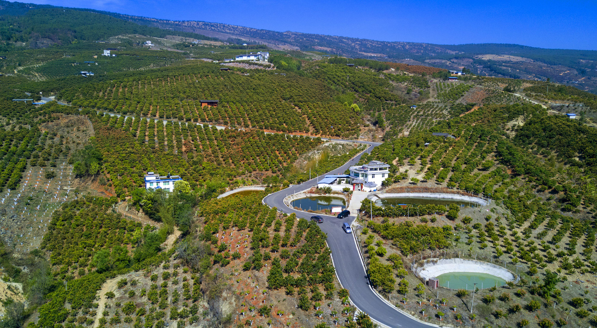 【奋进新征程 建功新时代】华坪县七项举措规范芒果生产销售 助力芒果