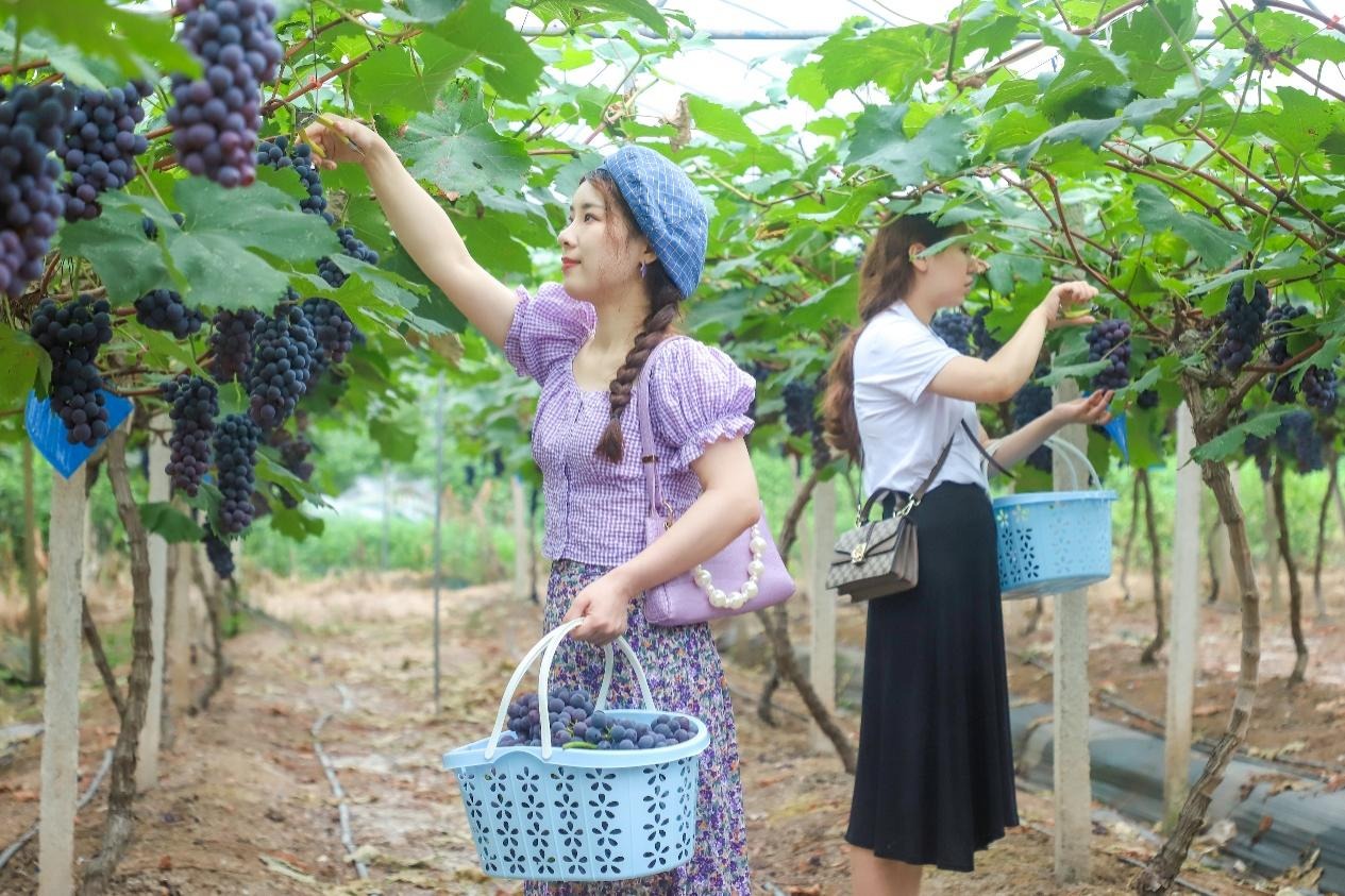 葡萄采摘季预告通稿(2)2.jpg