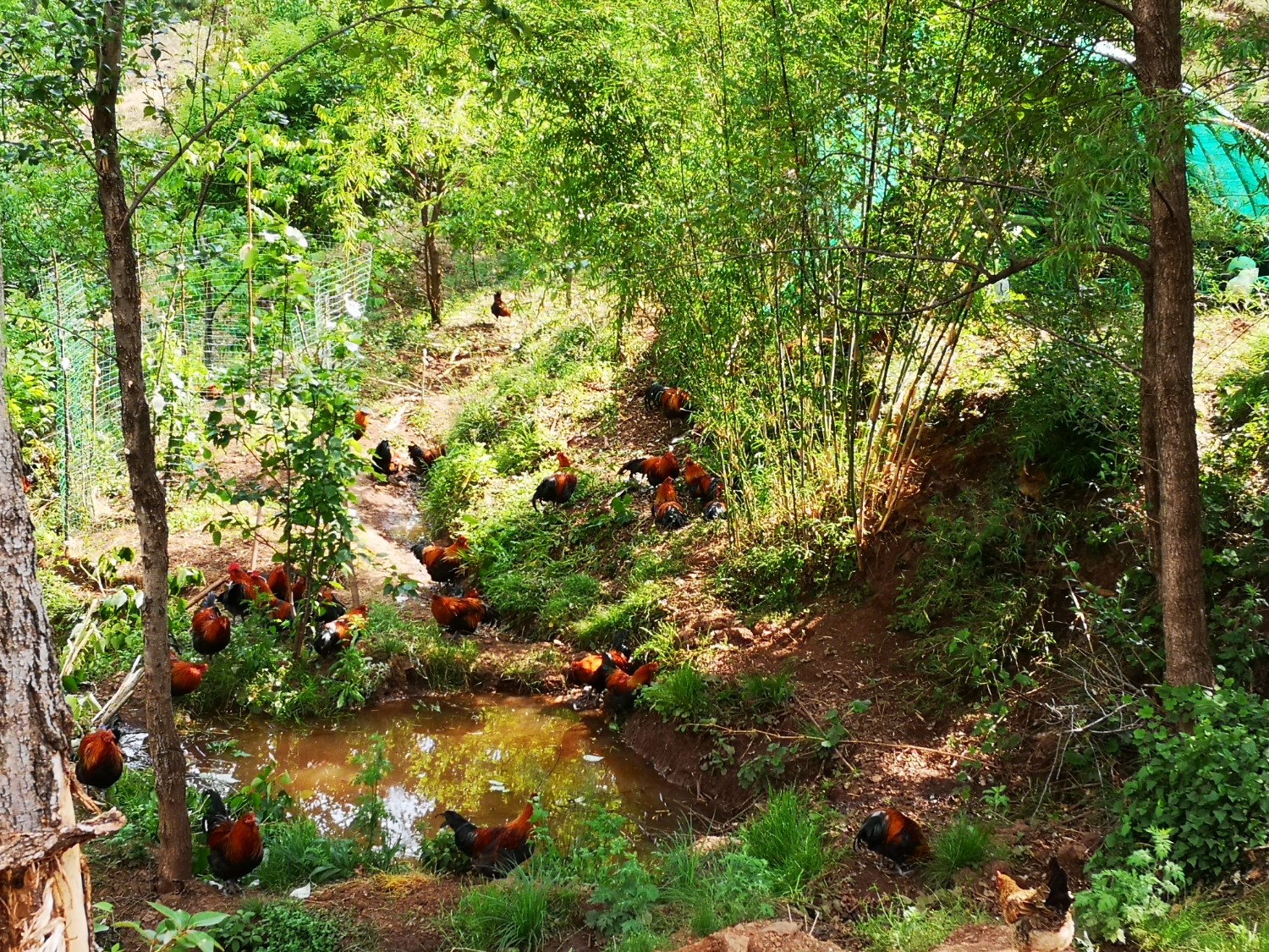 深山鸡鸣致富曲