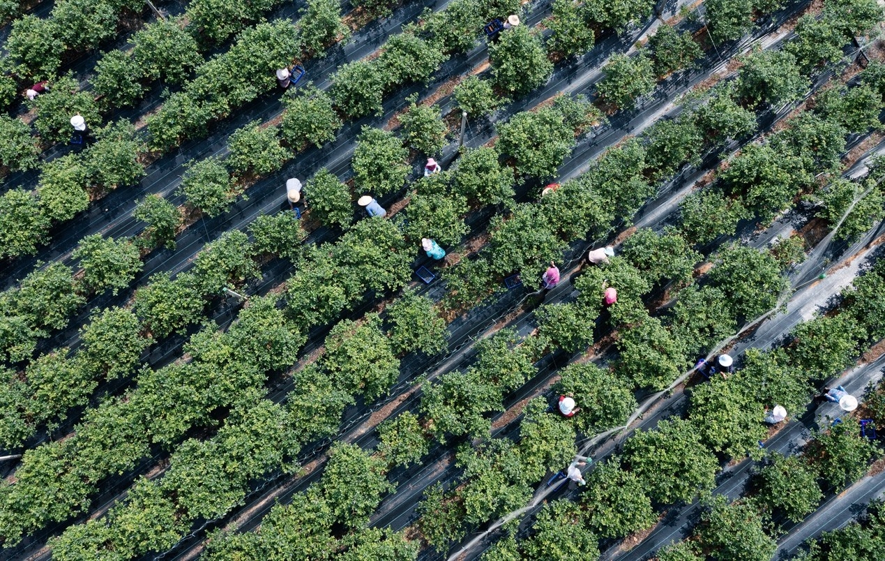 第六届中国怀宁蓝莓文化旅游节将于5月20日开启