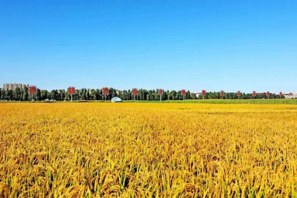 1129364215_16763625862501n