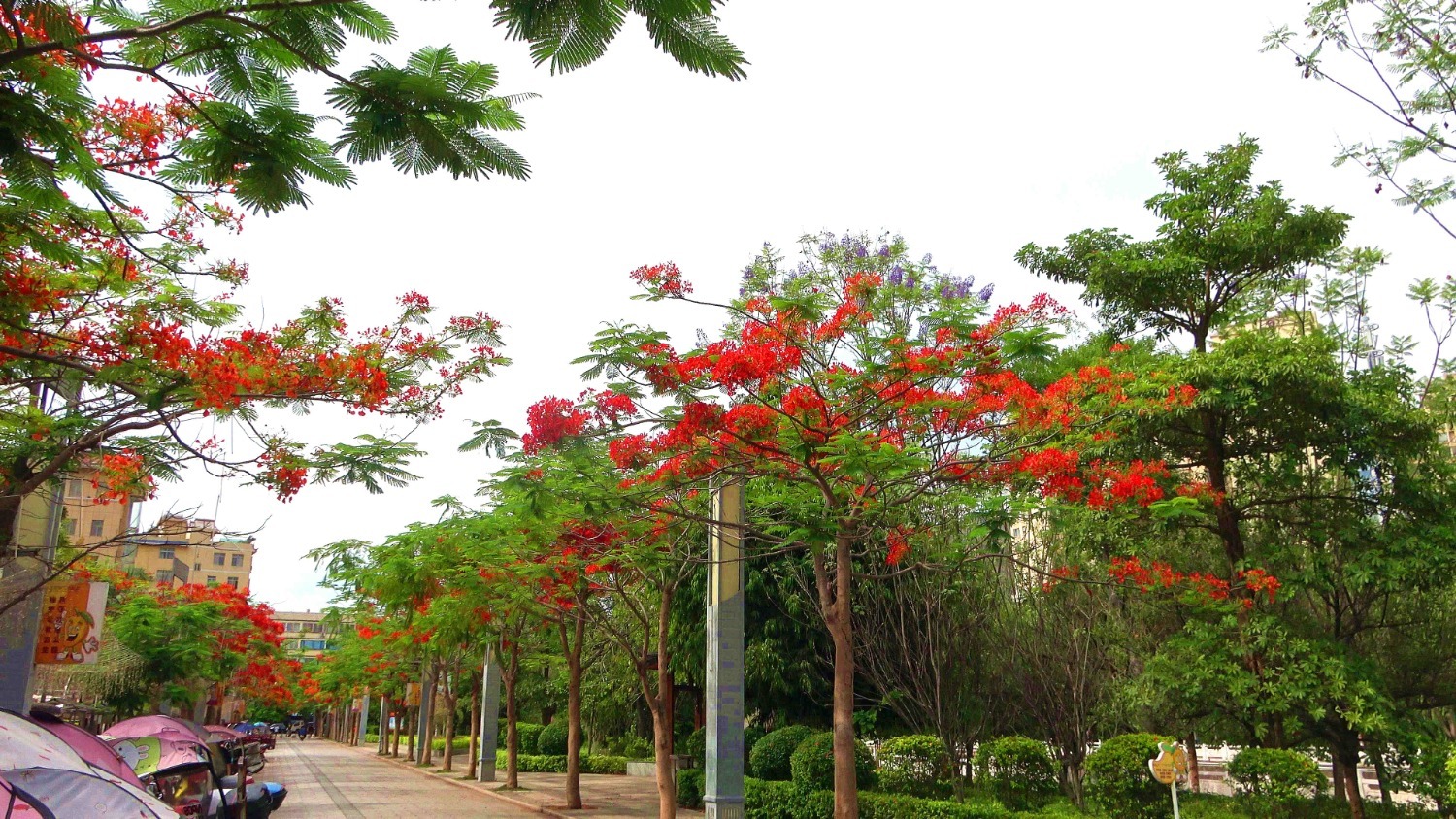 凤凰花 (5).jpg