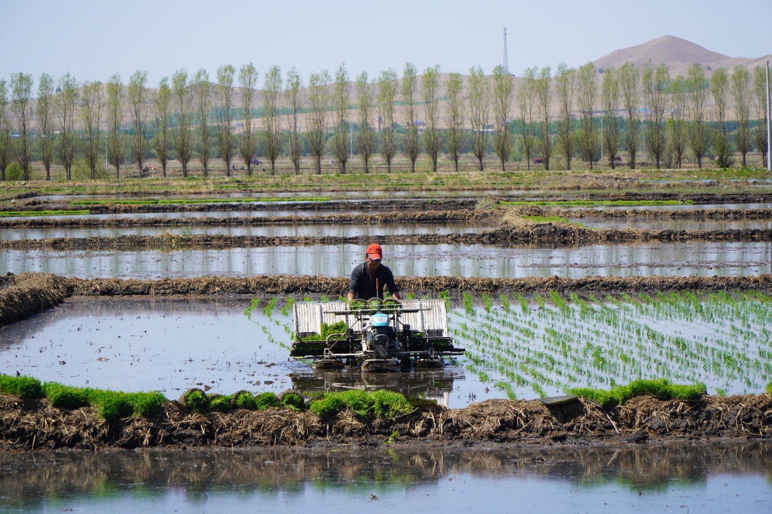 曹双宝抢抓农时，进行插秧耕种。 (3).jpg