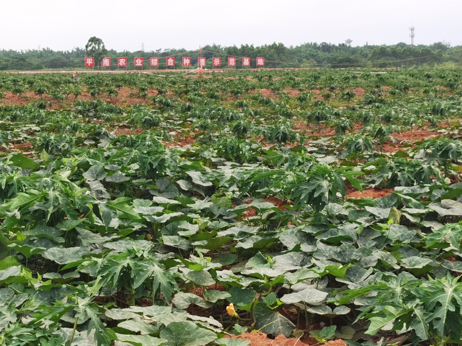 平南县鸿榆果蔬种植专业合作社香芋南瓜种植基地（刘晓媛摄）.jpg