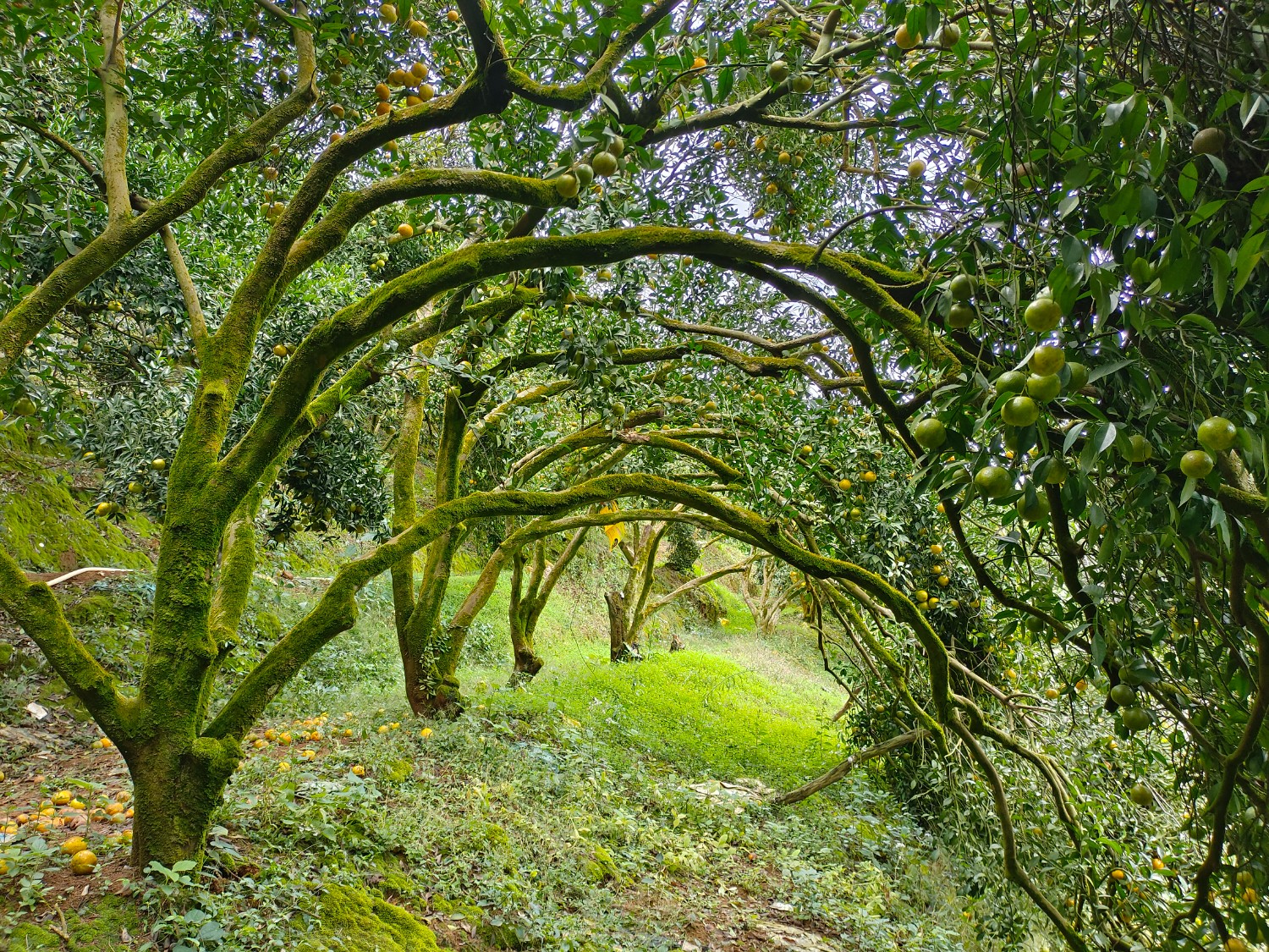 44大红柑老树的时光隧道  张良基摄.jpg