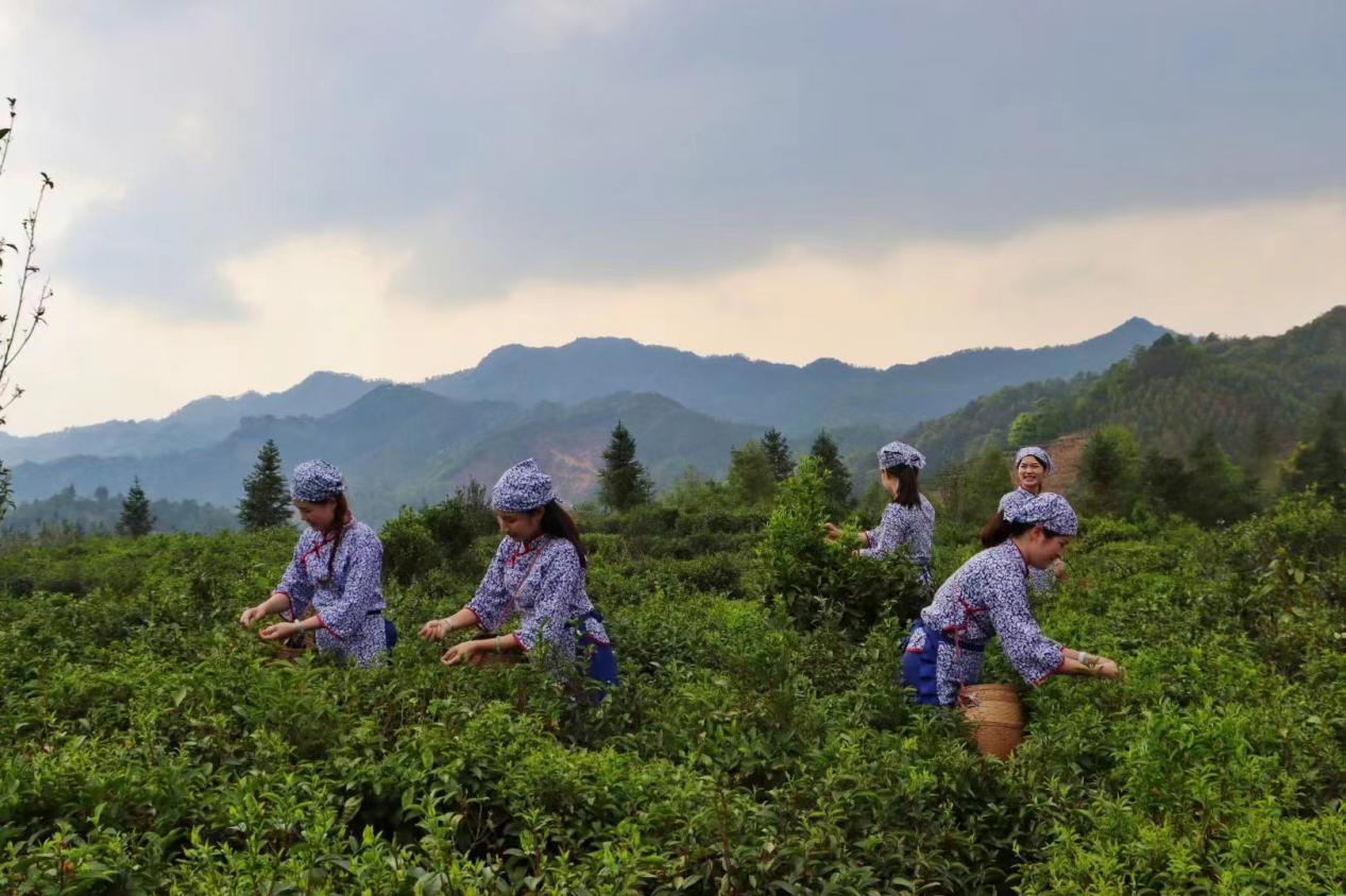 图为苍梧县六堡镇茶园.