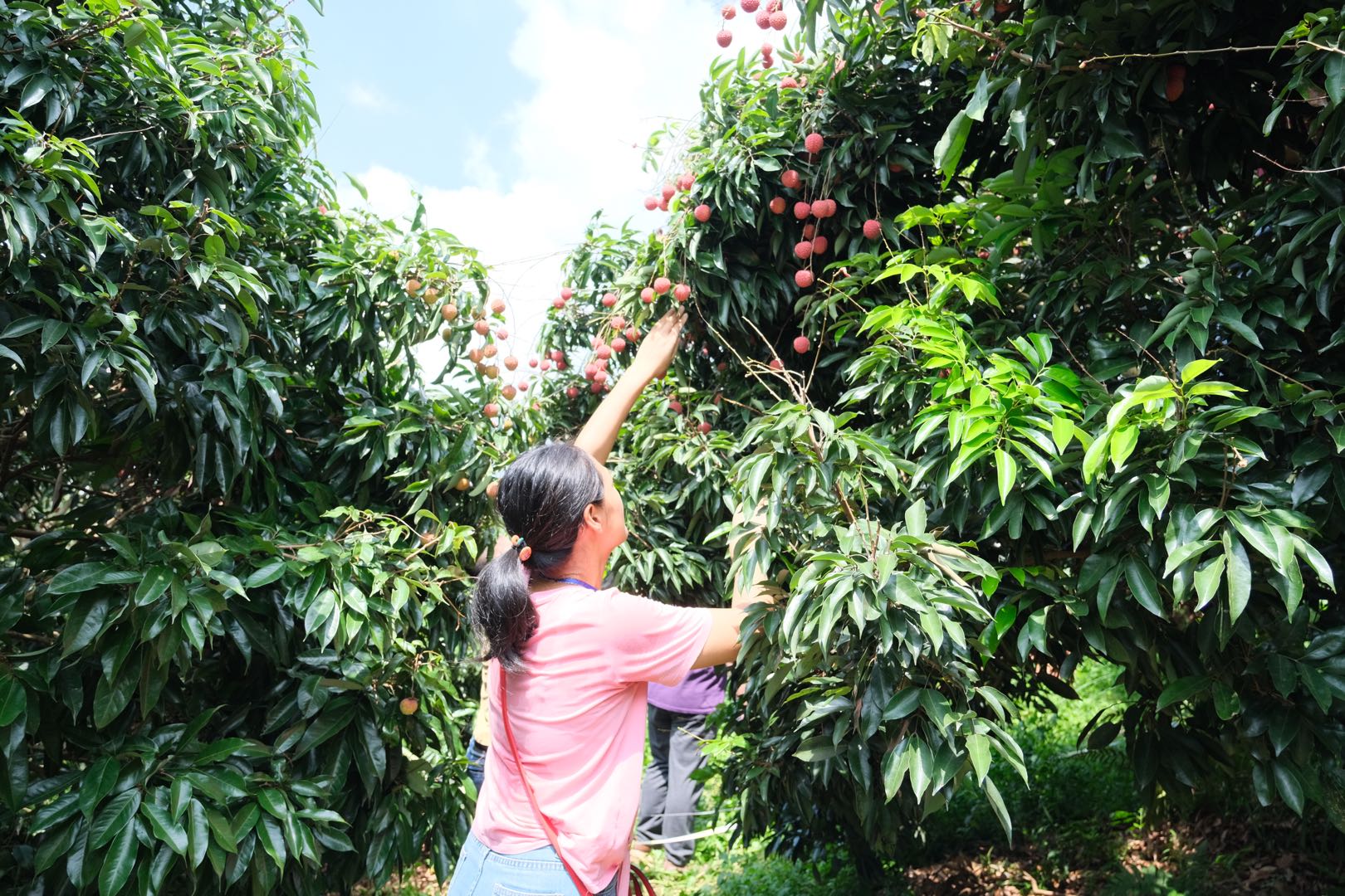 图为游客现场体验荔枝采摘活动.jpg
