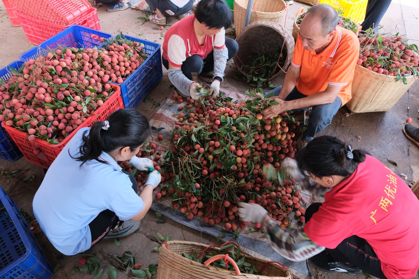 在桂平市麻垌镇鹧鸪村，果农们正在对新鲜采摘的荔枝进行分拣和装筐打包 (2).jpg