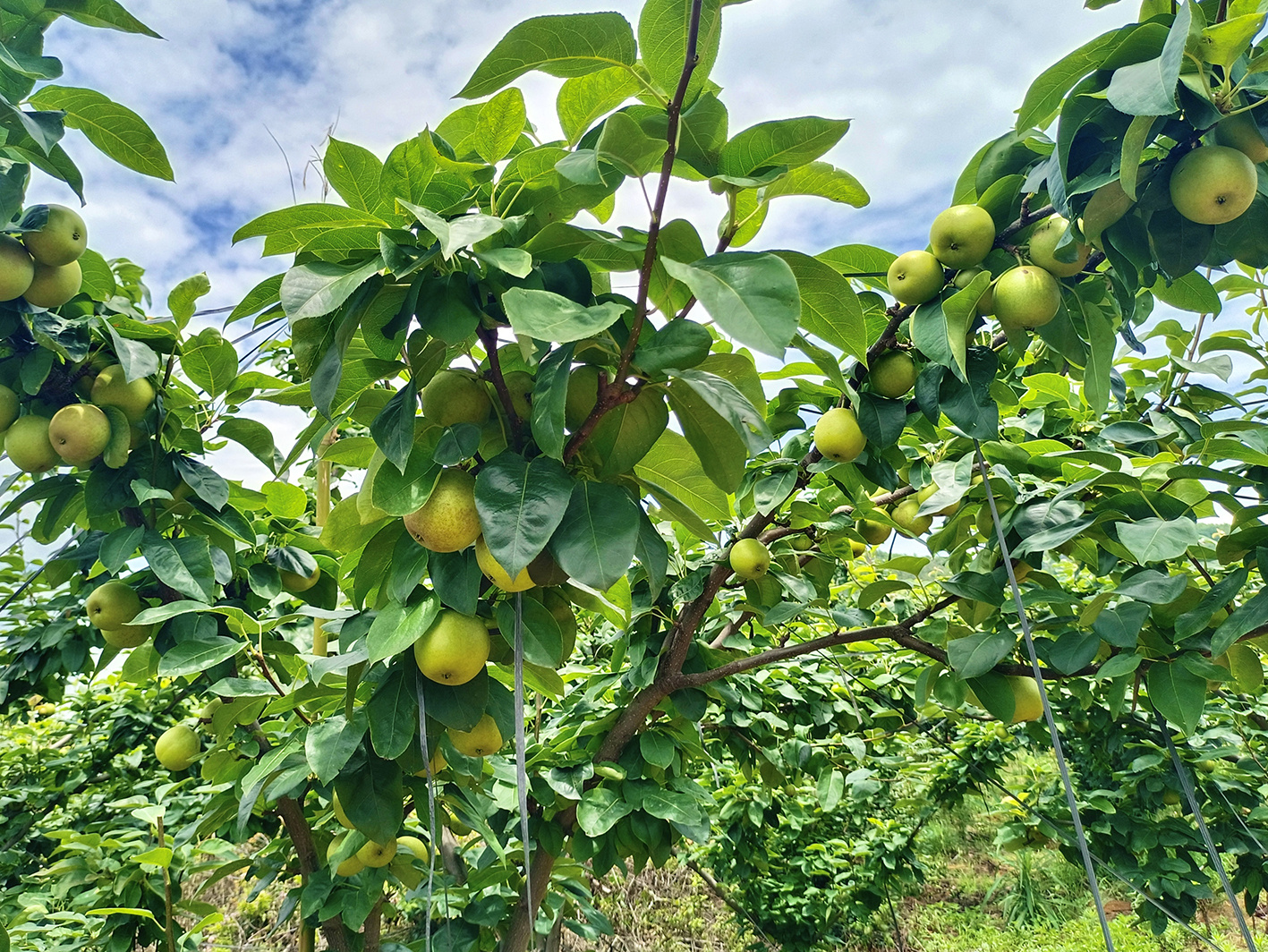 冰淇梨挂满枝头.jpg