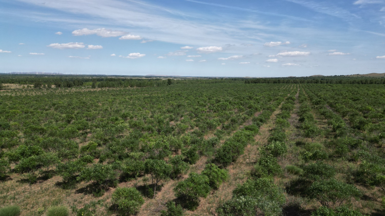 文冠果种植区。毕力格 摄.JPG