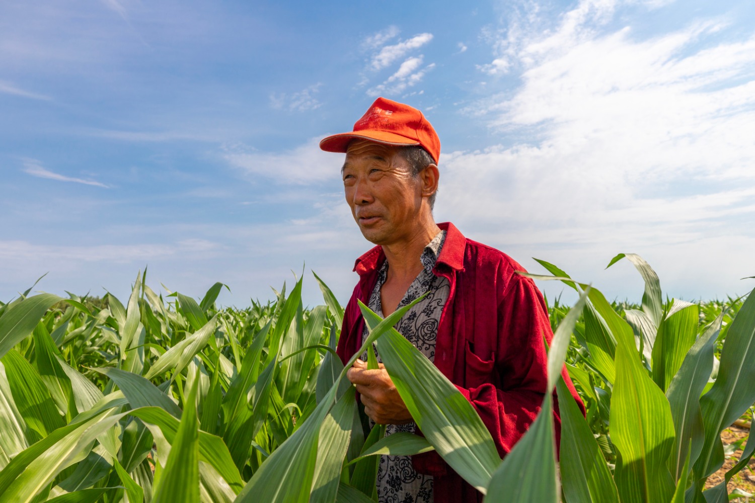张树奎正穿梭在地里查看庄稼长势。 包宝音德力格尔 摄.jpg