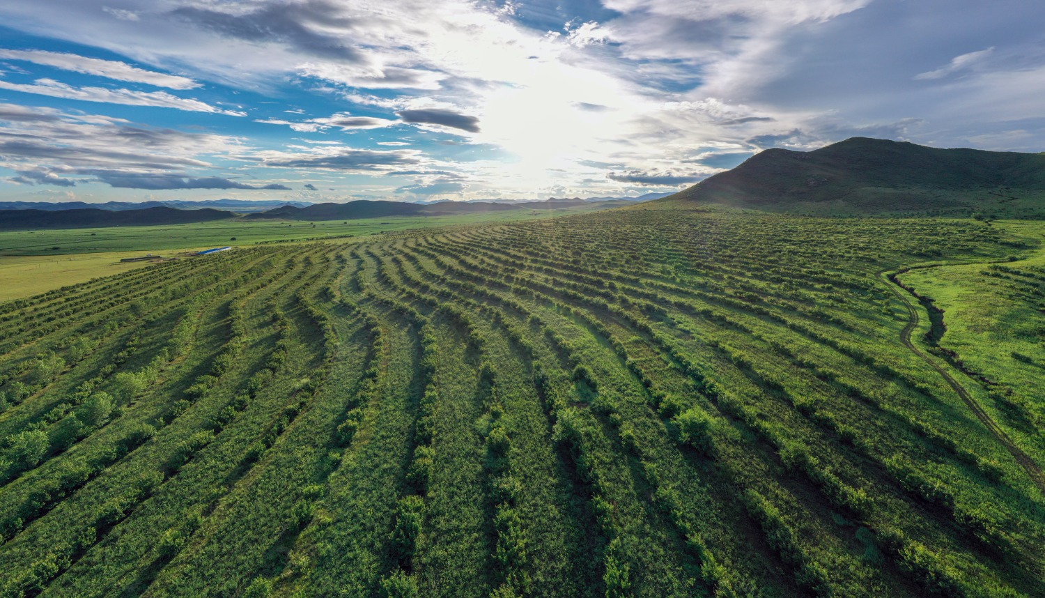 额木庭高勒苏木布拉格台嘎查荒山改造。（毕力格 摄）.jpg