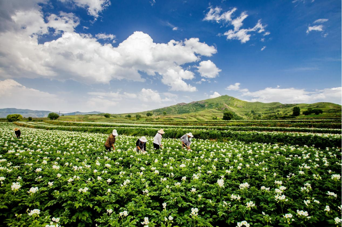 山西岚县第九届土豆花开了旅游文化月将于7月26日开幕