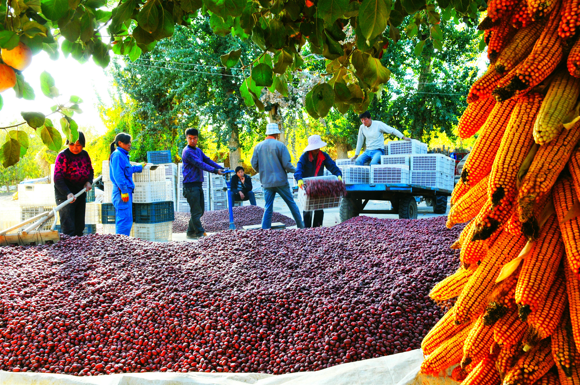 图片来源：新疆兵团学习平台  李向文 摄.jpg