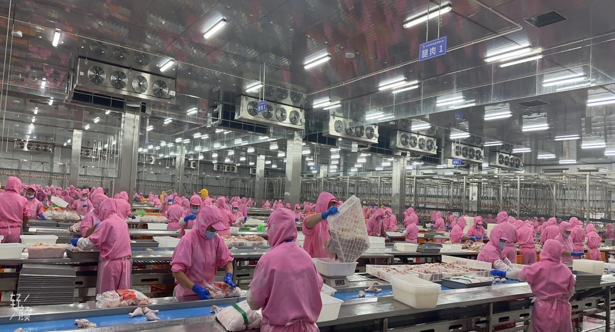 （易县河北太行禾丰白羽肉鸡屠宰熟食深加工项目）.jpg