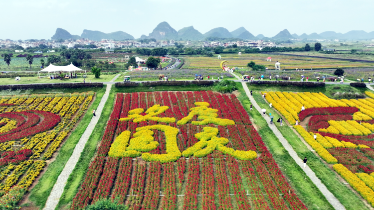 神仙湖花海色彩纷呈的花朵齐齐绽放（谢小梅摄）.png
