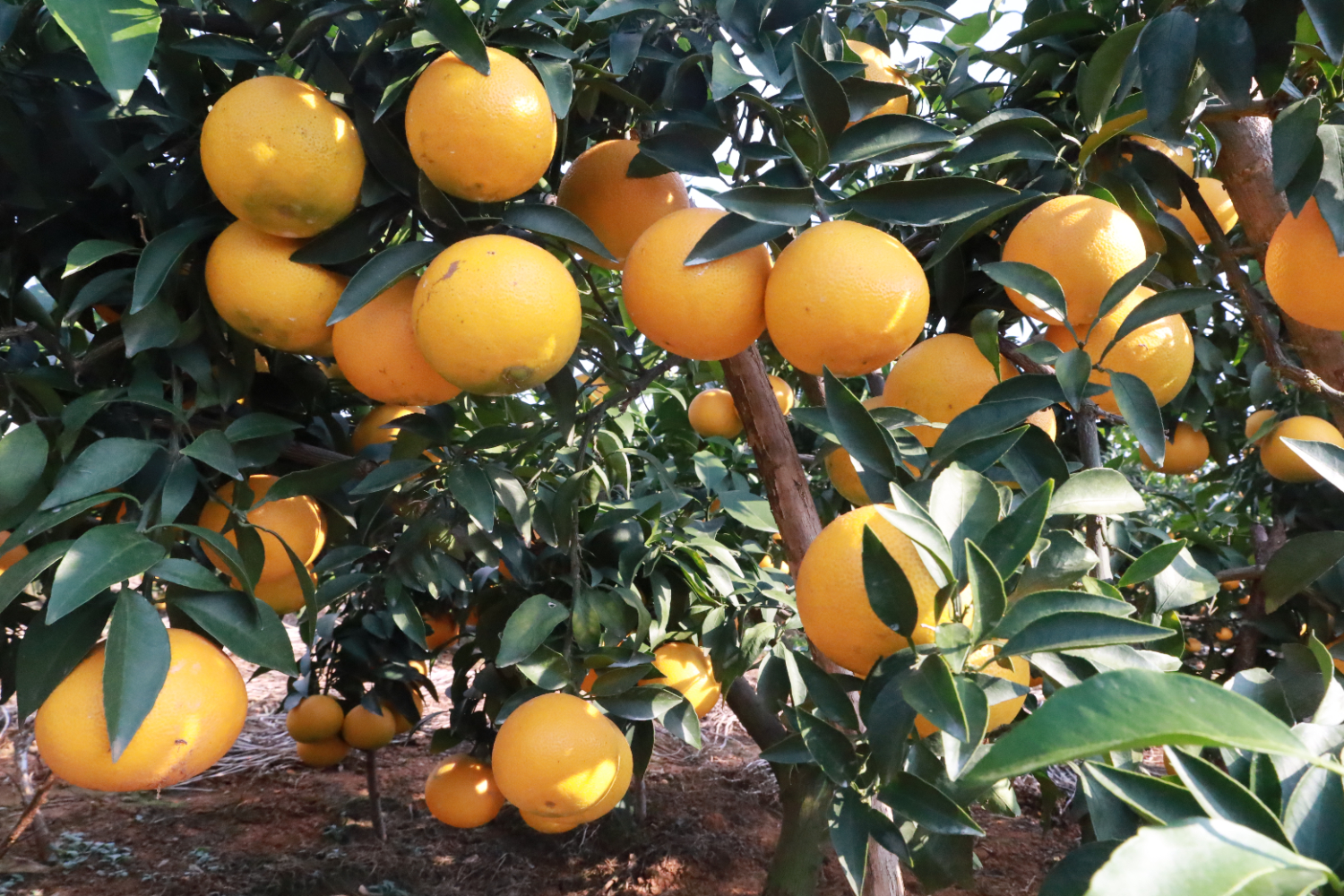 黄澄澄的“果冻橙”挂满枝头、十分诱人 (1).JPG
