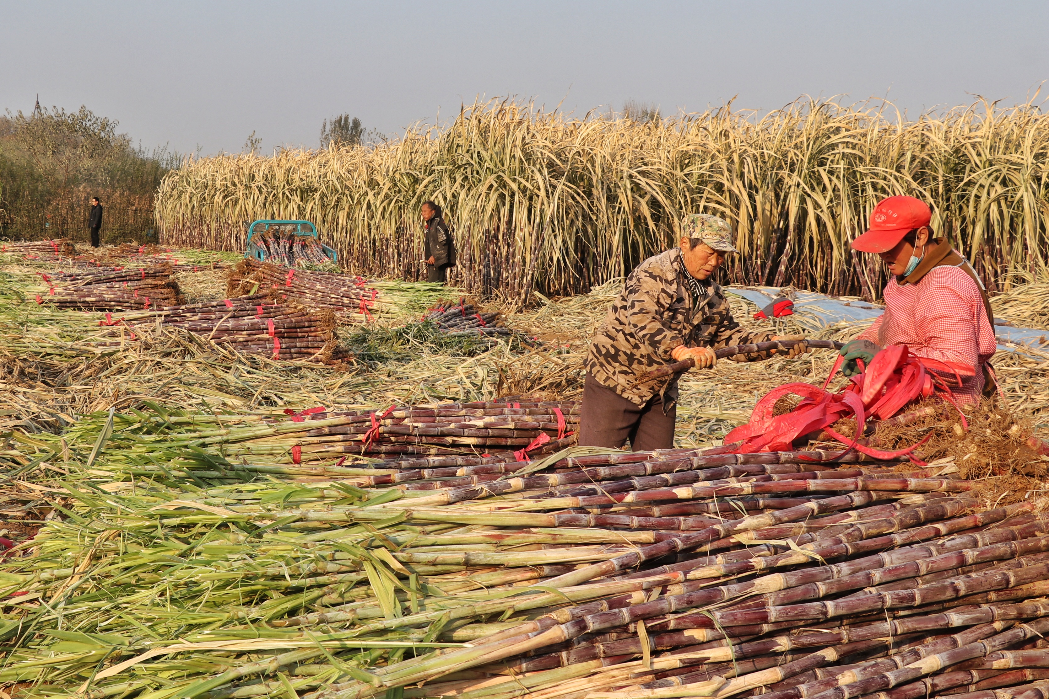 甘蔗进入采收季节。摄影 陈阳.jpg
